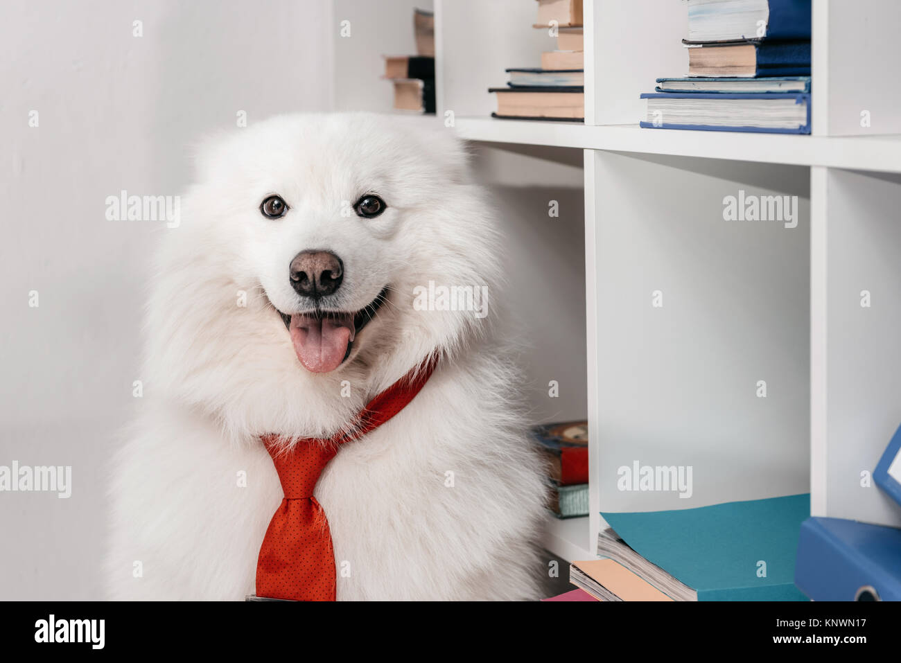 Samoiedo cane in cravatta al lavoro Foto Stock