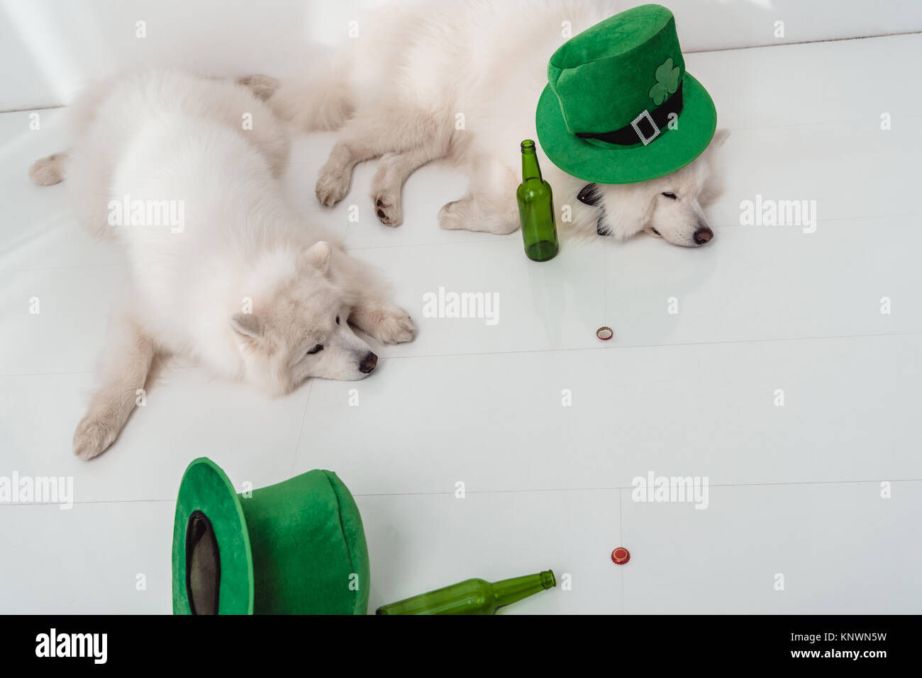 Cani con cappellini verdi e bottiglie di birra Foto stock - Alamy