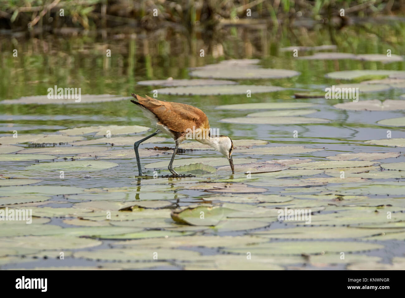 Un africano Jacana camminando sulle ninfee sul fiume Okavango Foto Stock