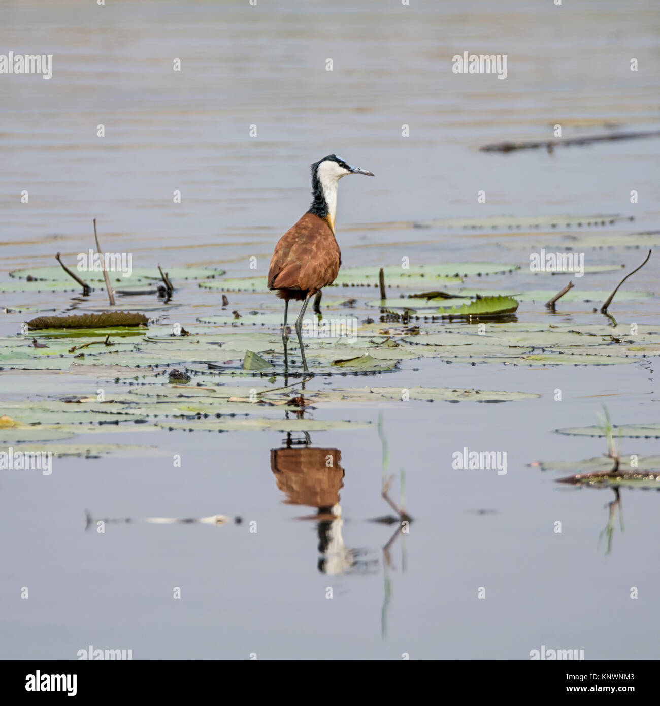 Un africano Jacana camminando sulle ninfee sul fiume Okavango Foto Stock