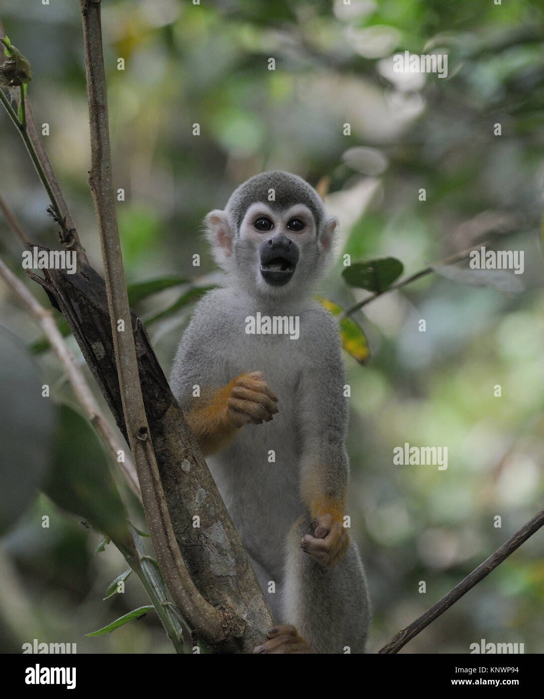 Un comune Scimmia di scoiattolo o sud americana di Scimmia di scoiattolo (Saimiri sciureus) Foraggi per il cibo nel treetops. Yasuni National Park, Amazon, Ecuador Foto Stock