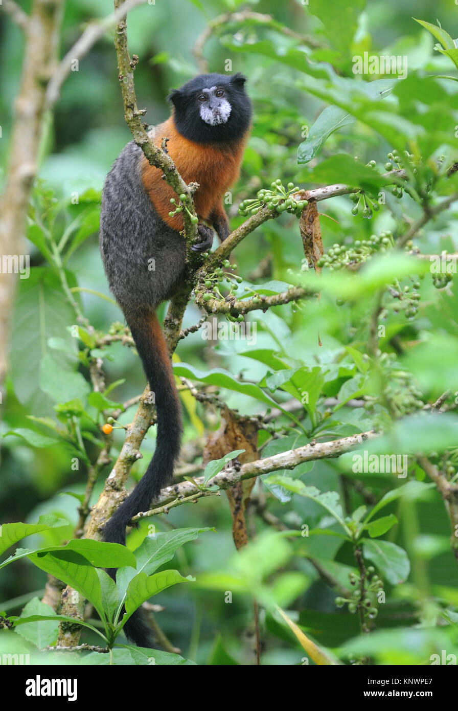 Golden-mantled tamarin (Saguinus tripartitus). Yasuni National Park, Amazon, Ecuador. Foto Stock