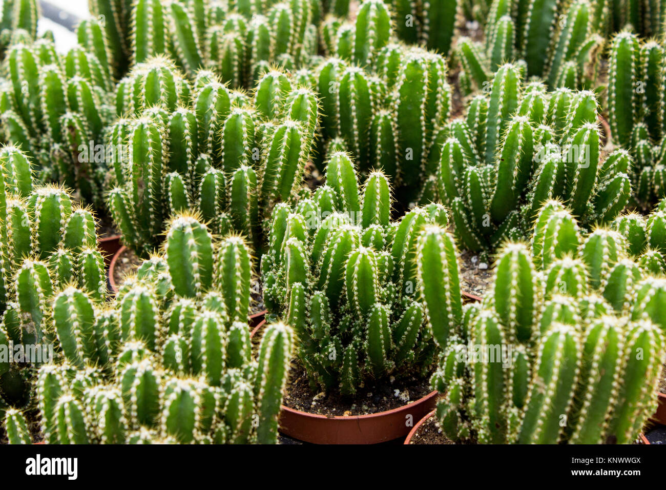 La piantagione di cactus in vivaio Foto Stock