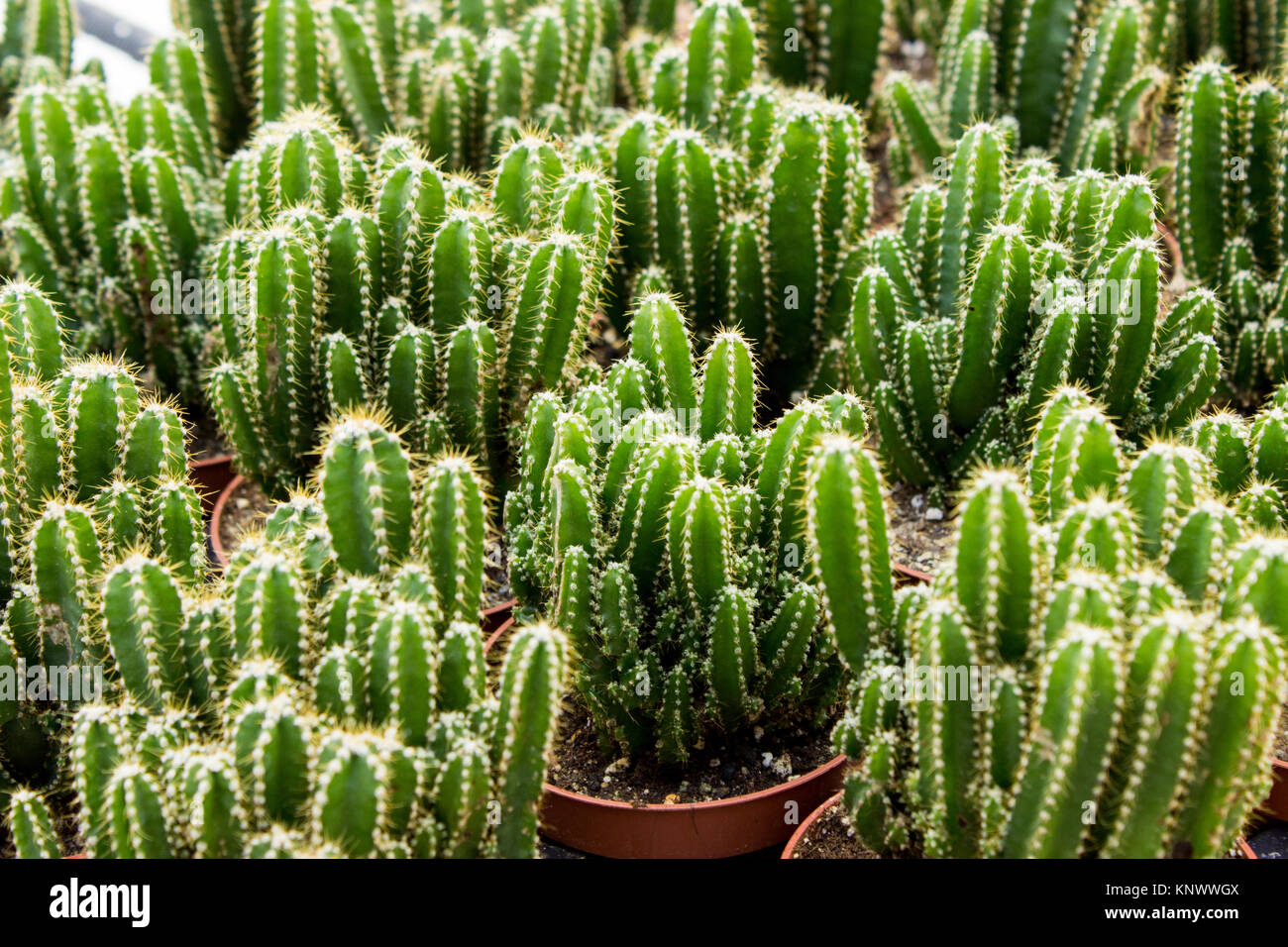 La piantagione di cactus in vivaio Foto Stock La piantagione di cactus in vivaio Foto Stock