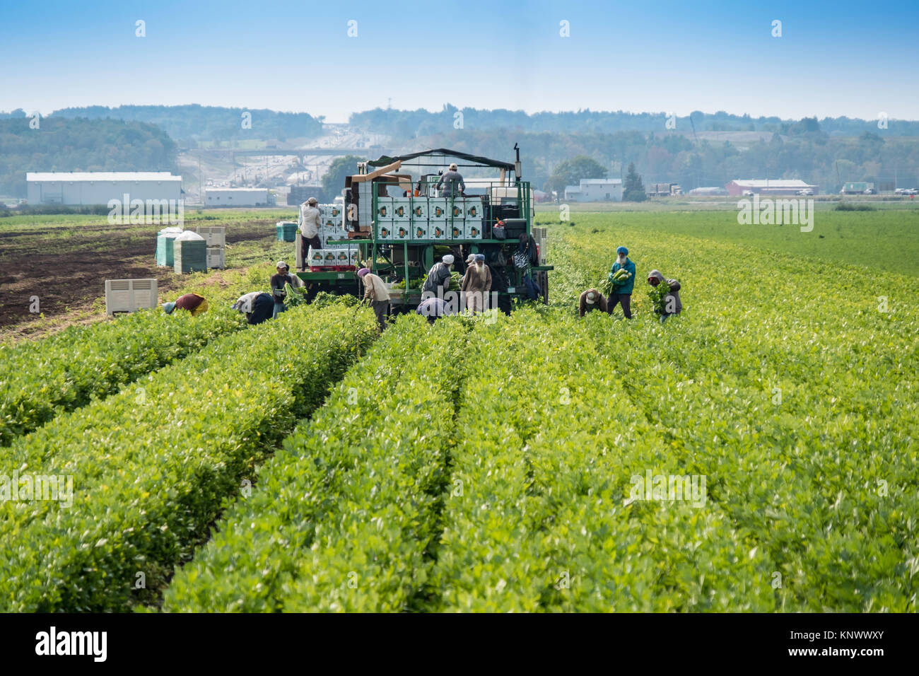 Agricoltura i lavoratori sul campo di raccolta di colture vegetali di sedano e le carote a Holland Marzo in Ontario, Canada,Noorth America Foto Stock