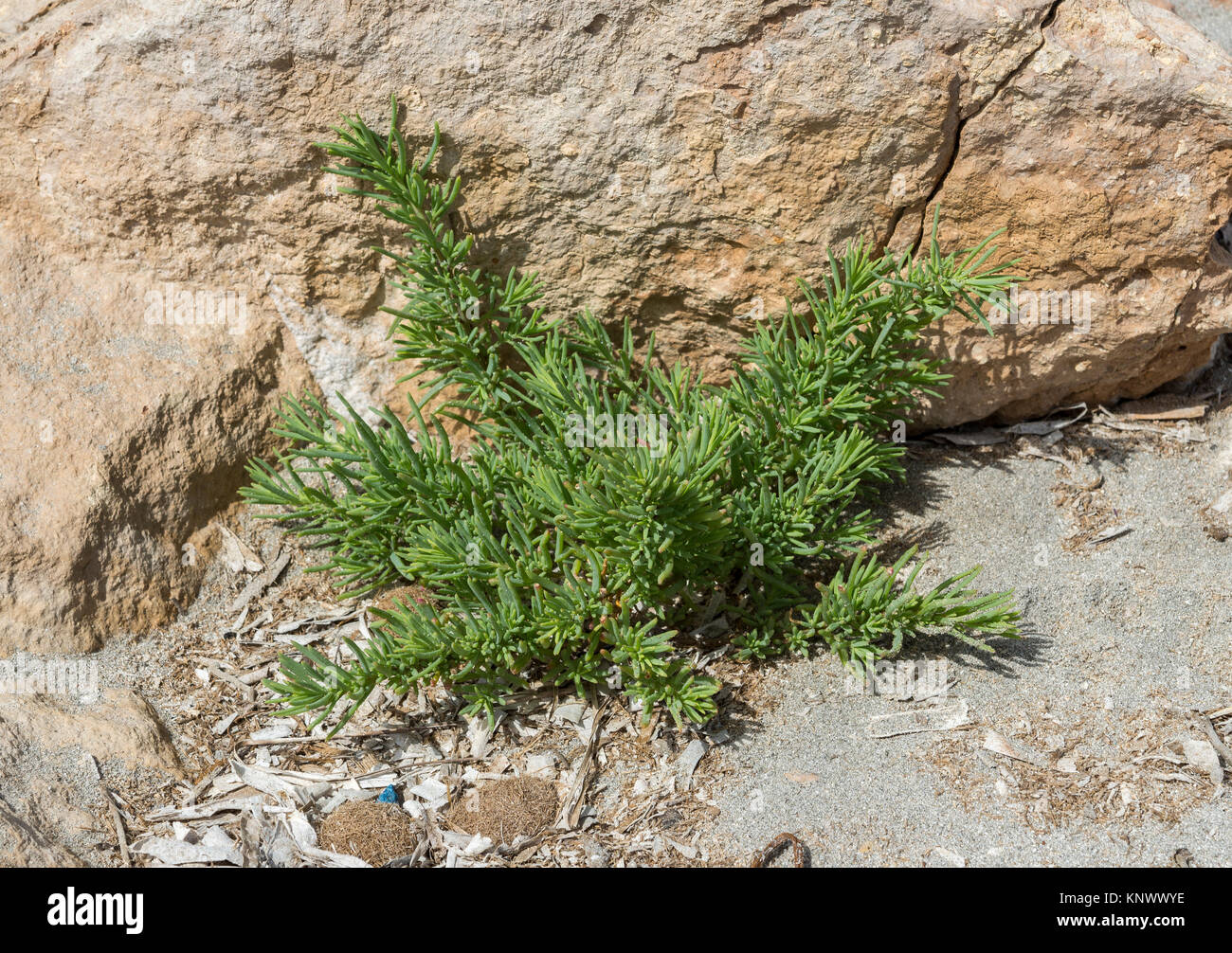 Close-up del seepweed, Suaeda spicata. Si tratta di una pianta mediterranea che cresce in suoli salini e benne allagabile della costa rocciosa. Foto Stock