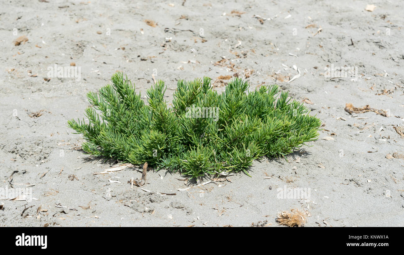 Close-up del seepweed, Suaeda spicata. Si tratta di una pianta mediterranea che cresce in suoli salini e benne allagabile della costa rocciosa. Foto Stock