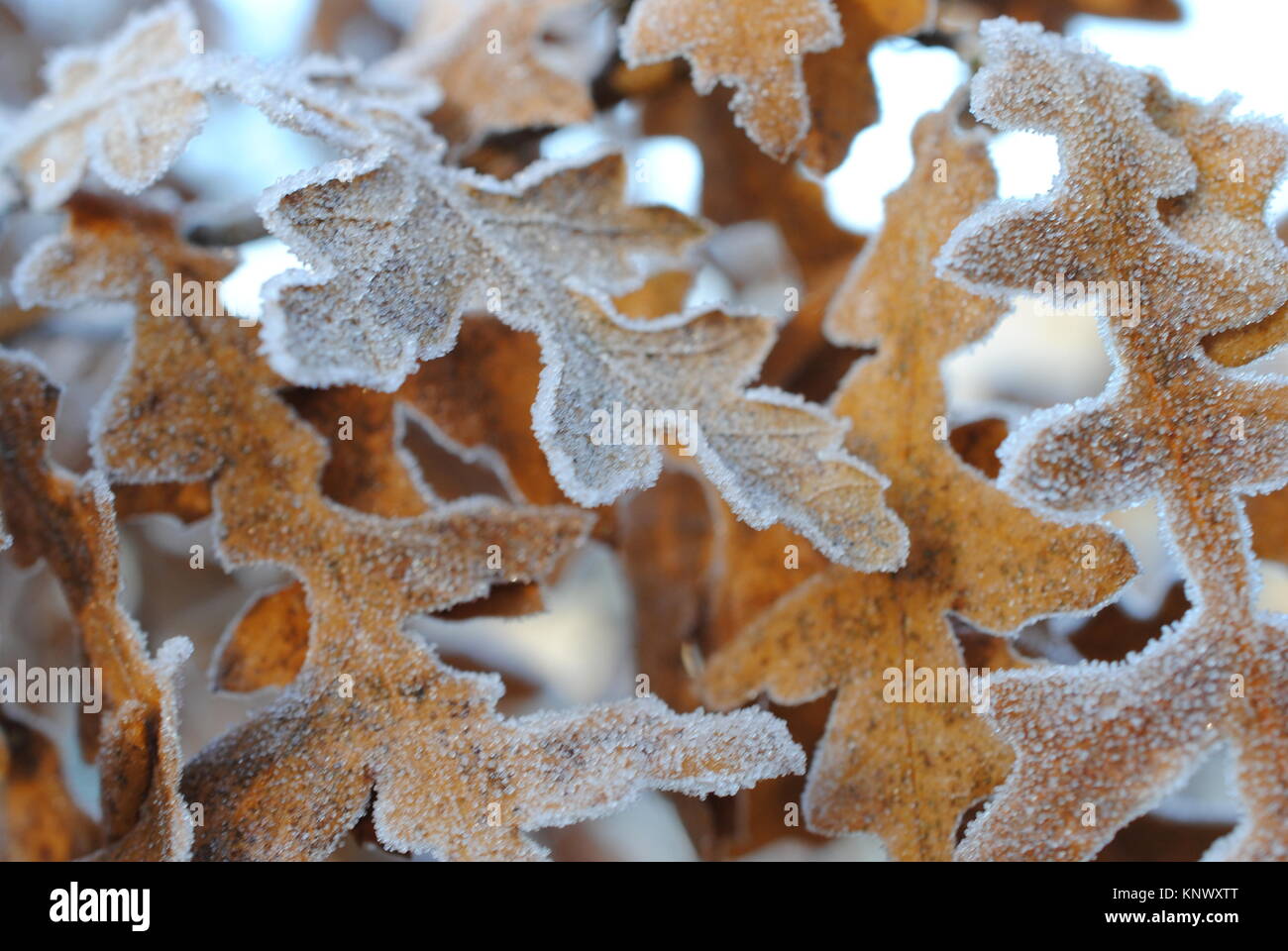 Suggerimenti smerigliato. Albero di quercia lascia tingono di gelo. Rufford abbazia Country Park, Nottinghamshire Foto Stock