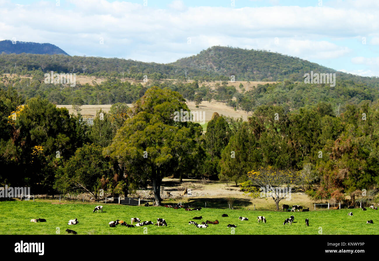 Entroterra Australiano con Mountians blu nella distanza e il pascolo di bestiame in prato giù di sotto - Killarney, Queensland Foto Stock