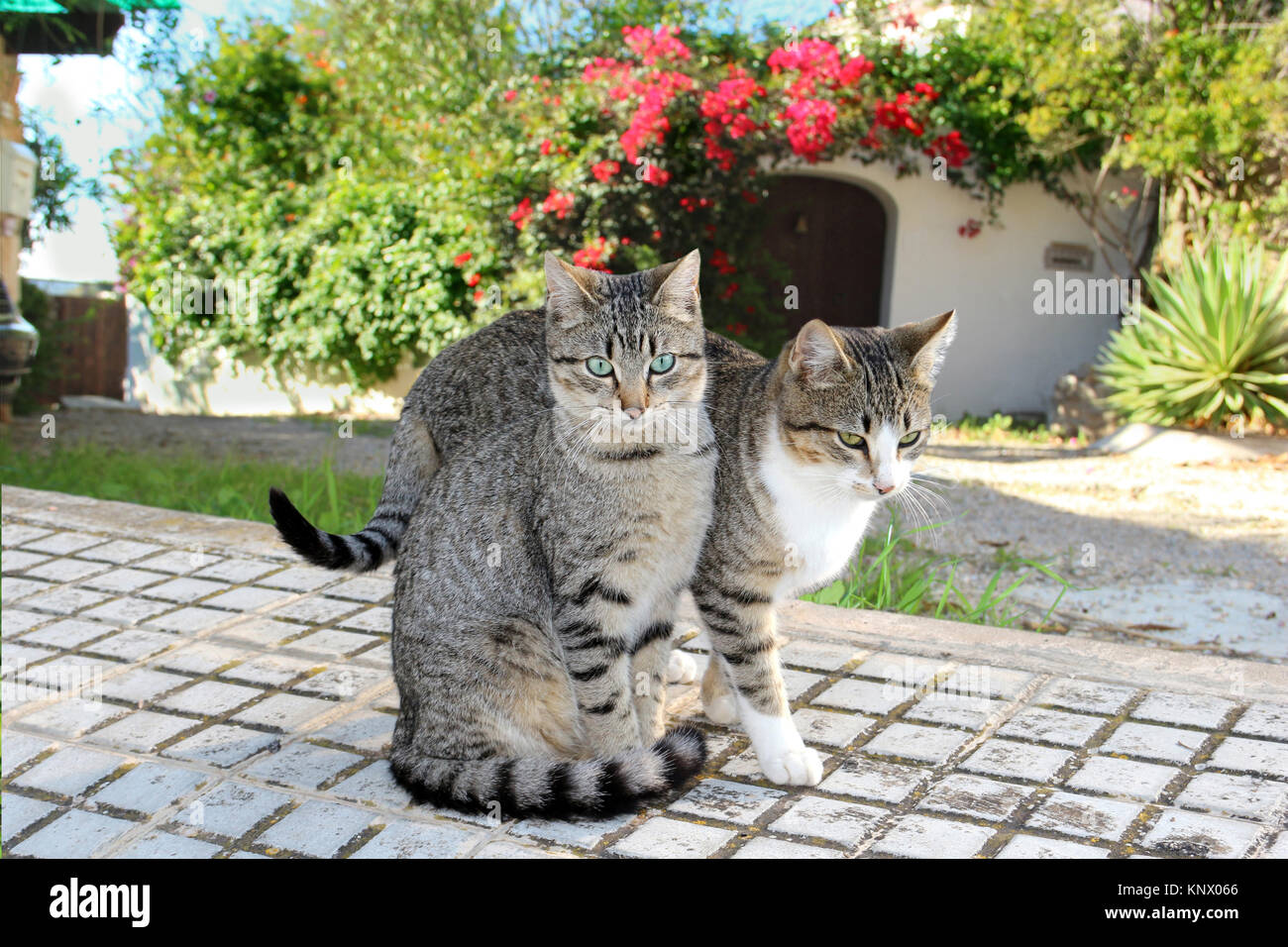 Due gatti (nero tabby e black tabby bianco) coccole Foto Stock