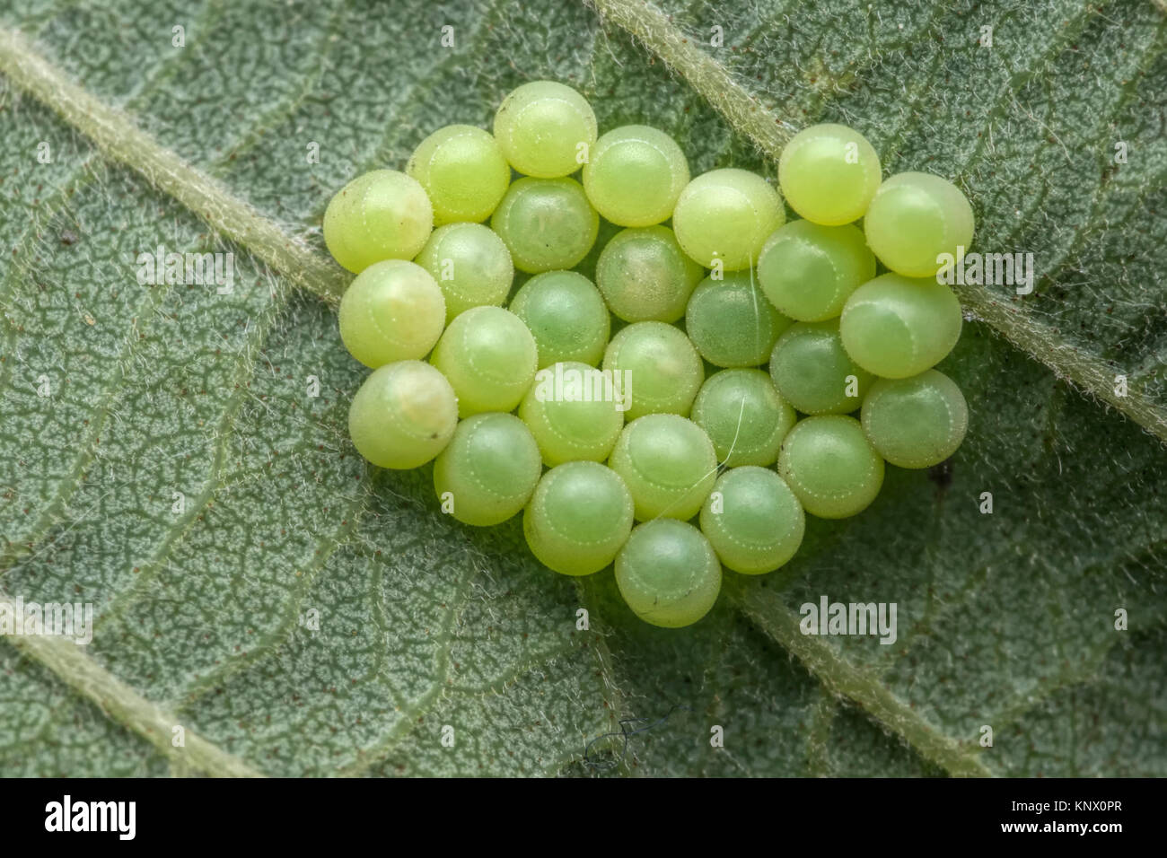 Verde comune Shieldbug uova (Palomena prasina) sul lato inferiore di una foglia. Cabragh zone umide, Thurles, Tipperary, Irlanda. Foto Stock