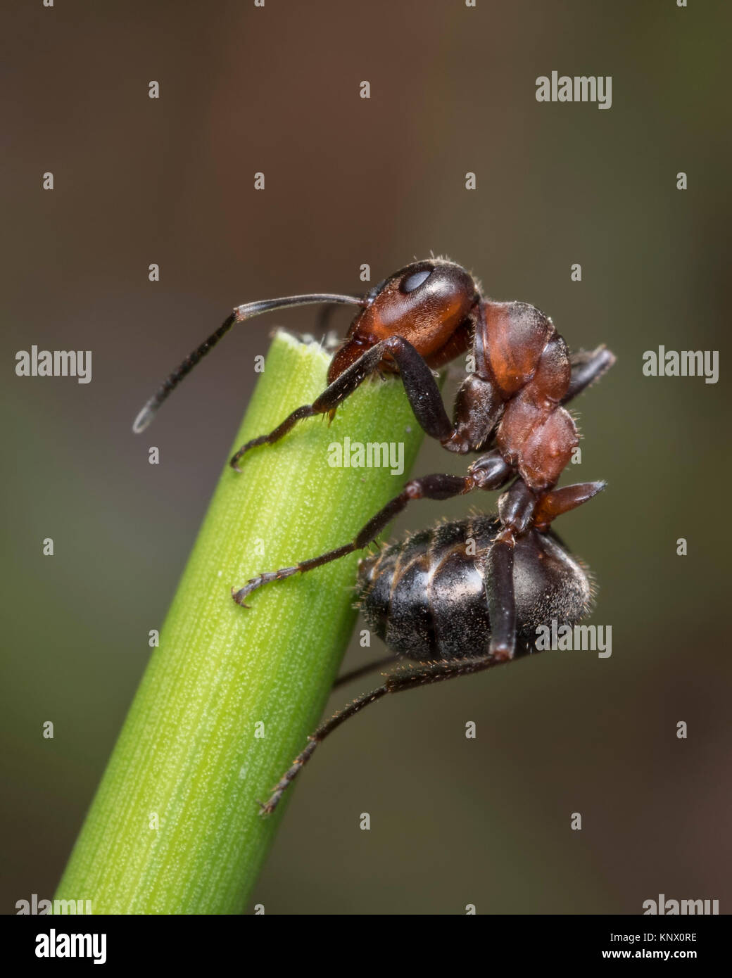 Legno pelose Ant (Formica Lugubris) la scalata verso la cima di una pianta lo stelo nel bosco. Cahir, Tipperary, Irlanda. Foto Stock