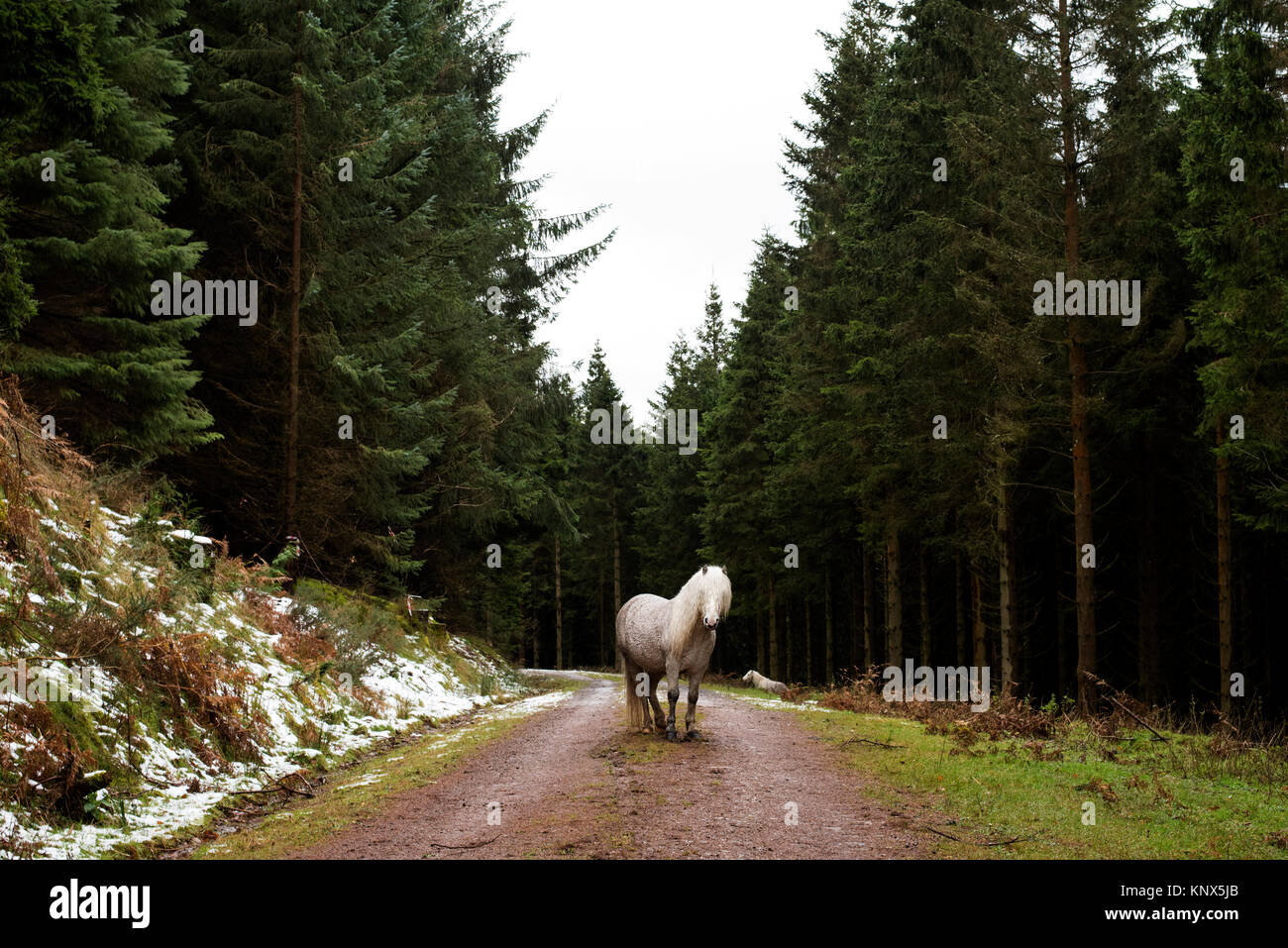 Il pascolo dei pony in Galles nevoso Foto Stock