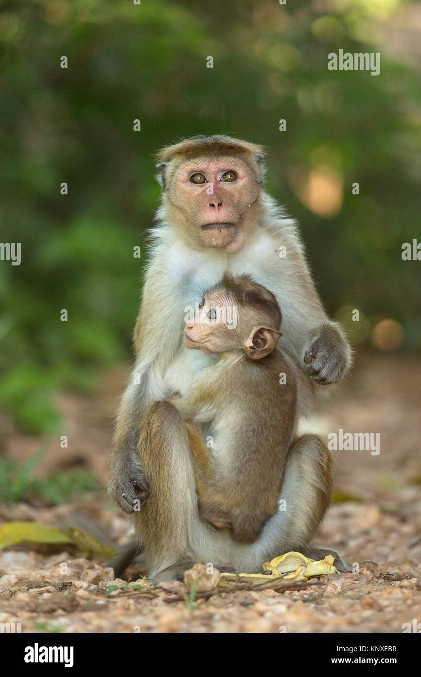 Toque Macaque (Macaca sinica) Foto Stock