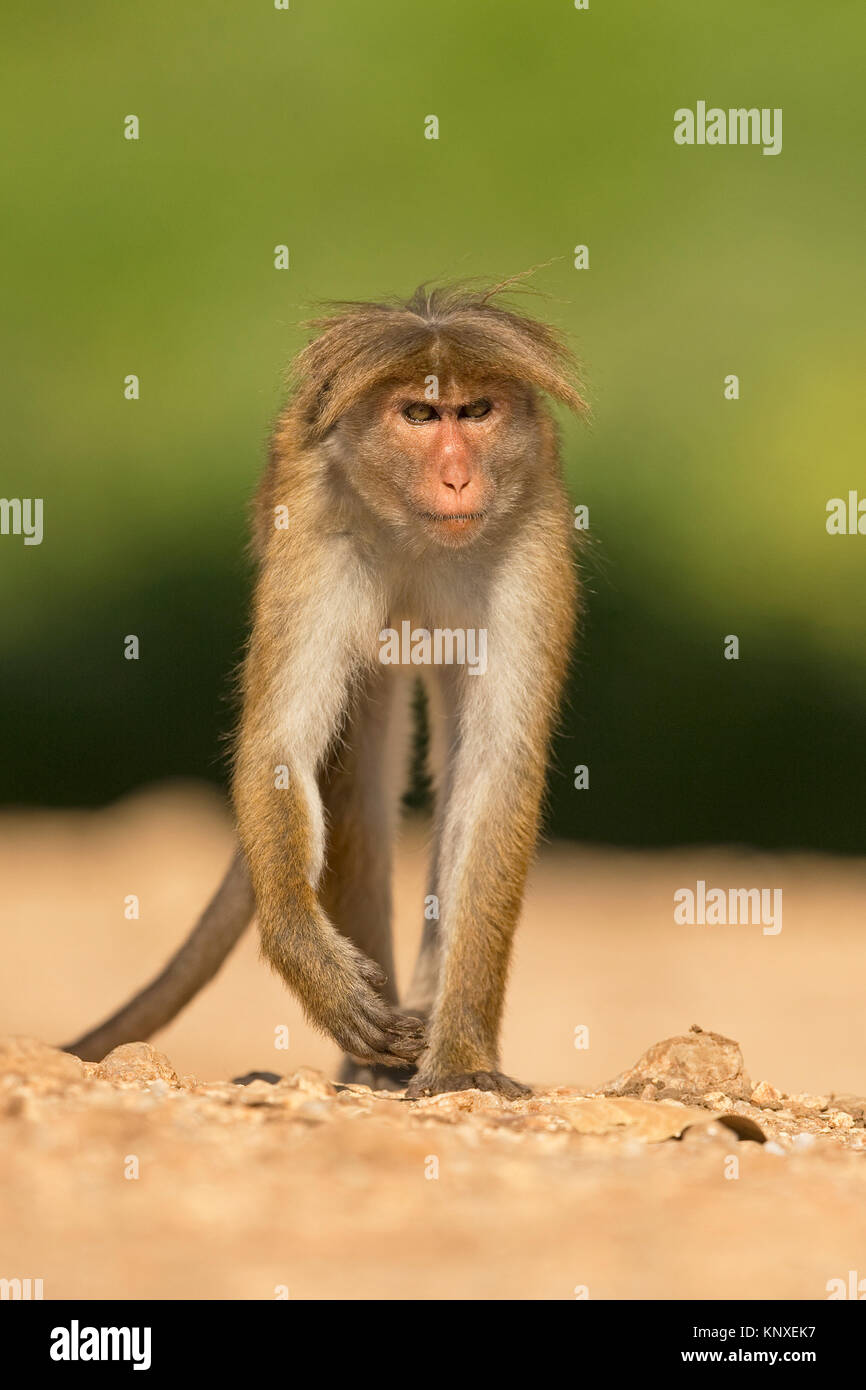 Toque Macaque (Macaca sinica) Foto Stock