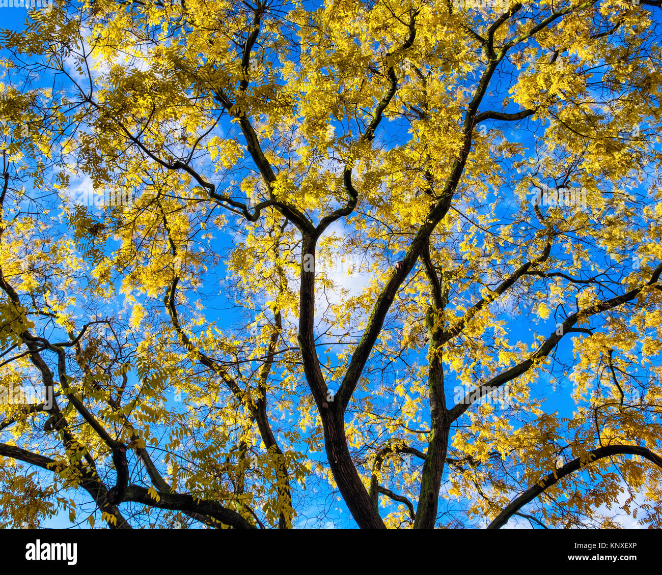 La stagione autunnale, golden foglie gialle sui rami di alberi con cielo blu Foto Stock