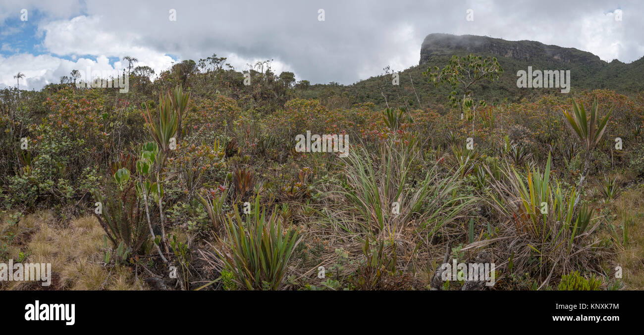 Specie ricca e variegata vegetazione sull'altopiano di alto Paquisha, un Tepuy (con sommità piatta di montagna in pietra arenaria) nella Cordillera del Condor sul bord Foto Stock