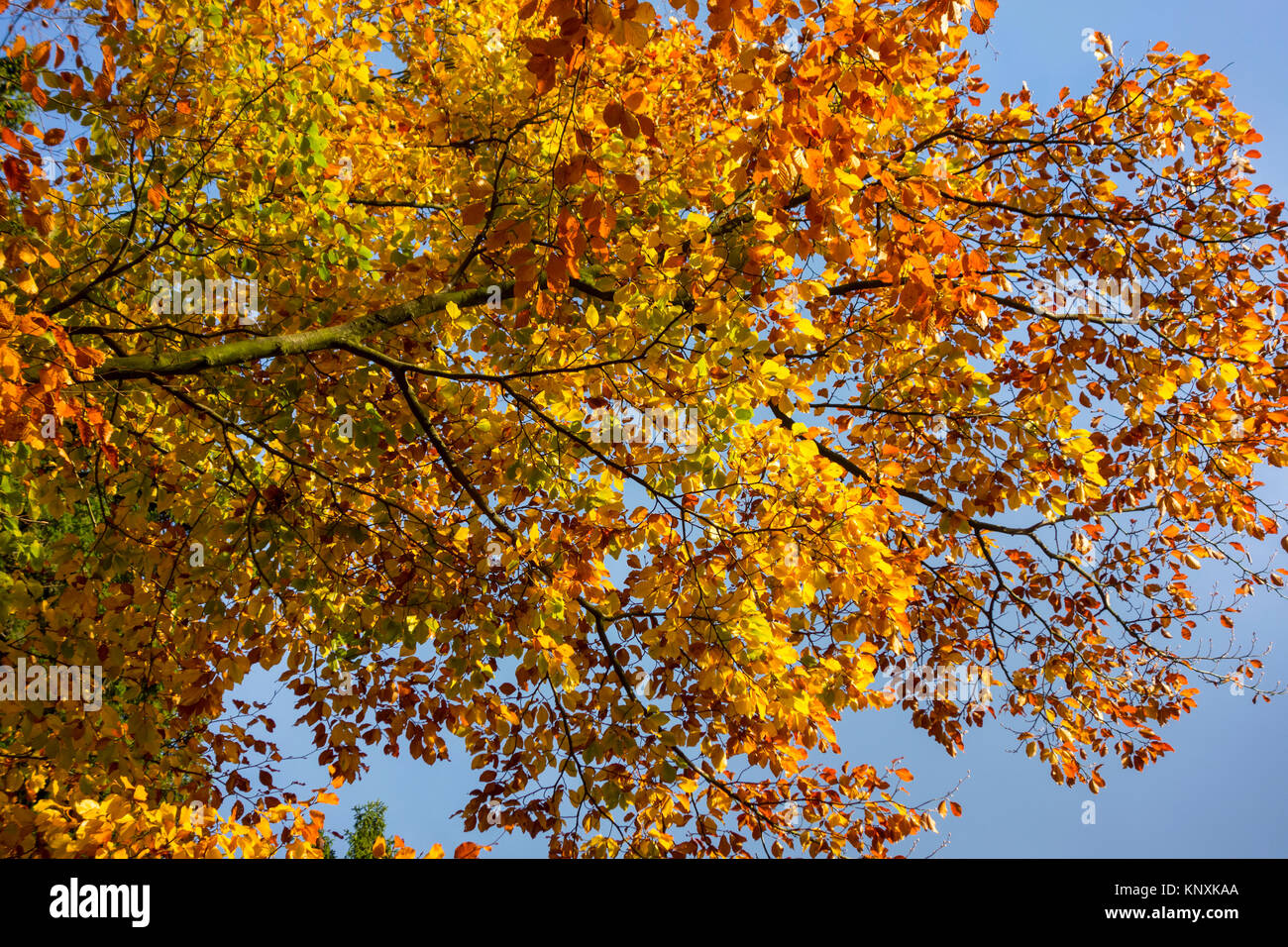 Foglie di autunno Foto Stock