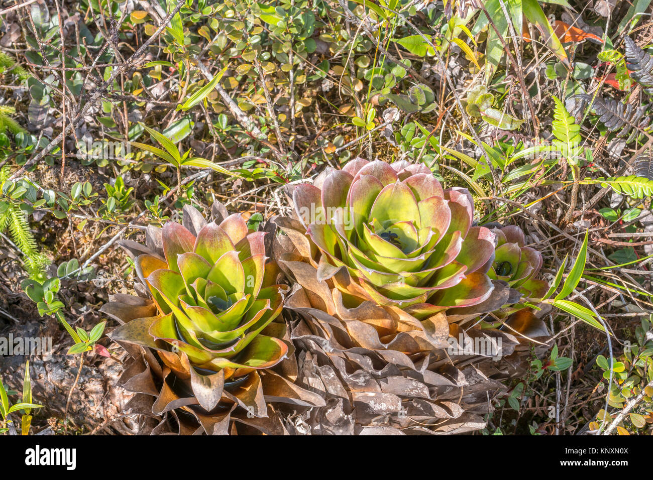 Bromeliacee in specie ricca e variegata vegetazione sull'altopiano di alto Paquisha, un Tepuy nella Cordillera del Condor sul confine tra Ecua Foto Stock