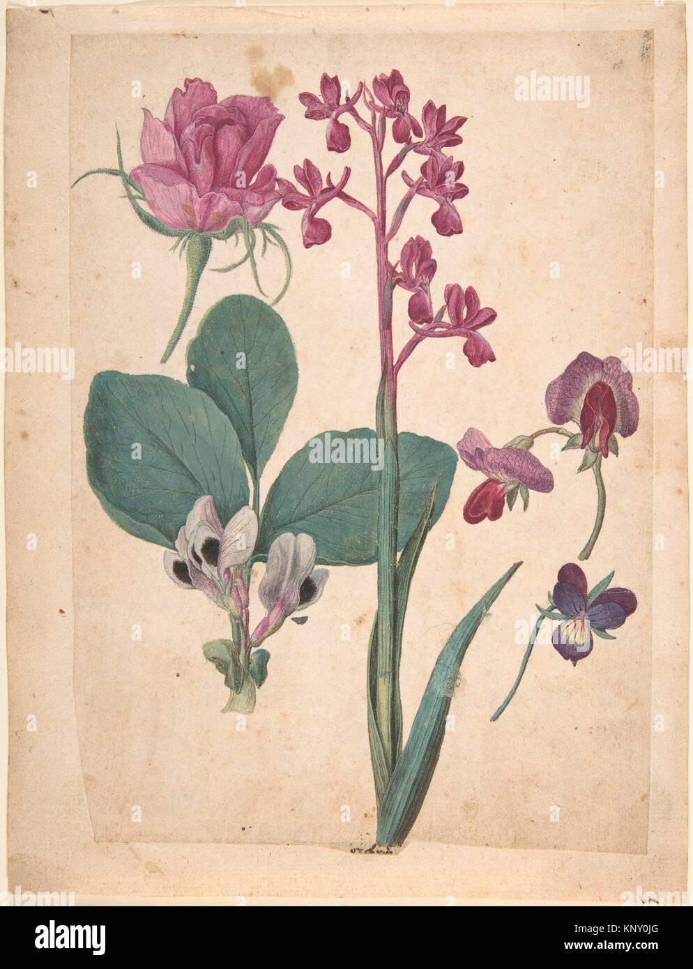 Un foglio di studi di fiori: una rosa, un Heartsease, un pisello dolce, un  pisello e un Lax a fiore Orchidea. Artista: Jacques Le Moyne de Morgues  Foto stock - Alamy