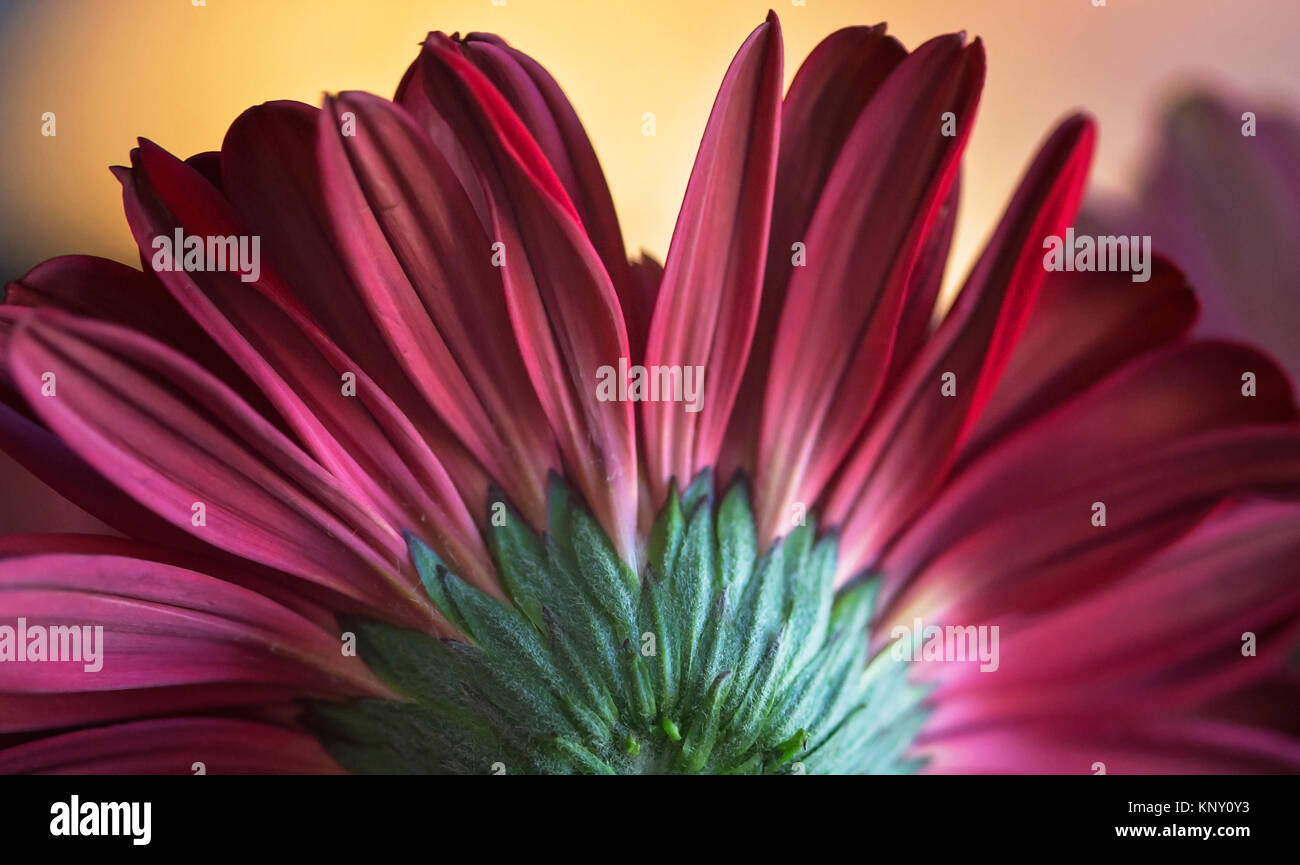 Gerbera daisy still life Foto Stock