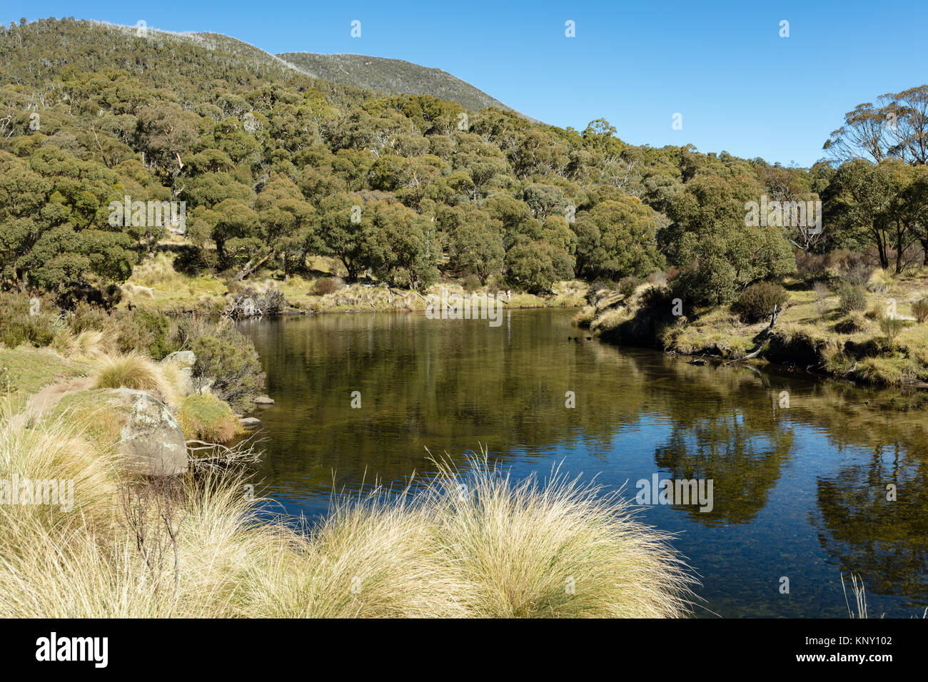 Trote pescatore sulle rive del fiume Thredbo a Thredbo scavi in Kosciuszko Parco Nazionale delle montagne innevate nel sud del New South Wales. Foto Stock