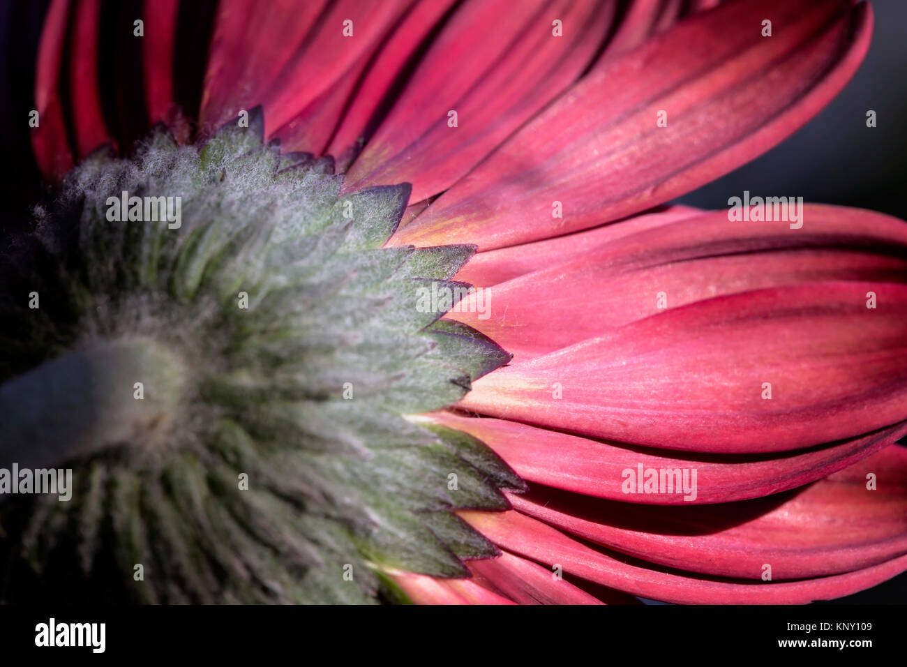 Gerbera daisy still life Foto Stock