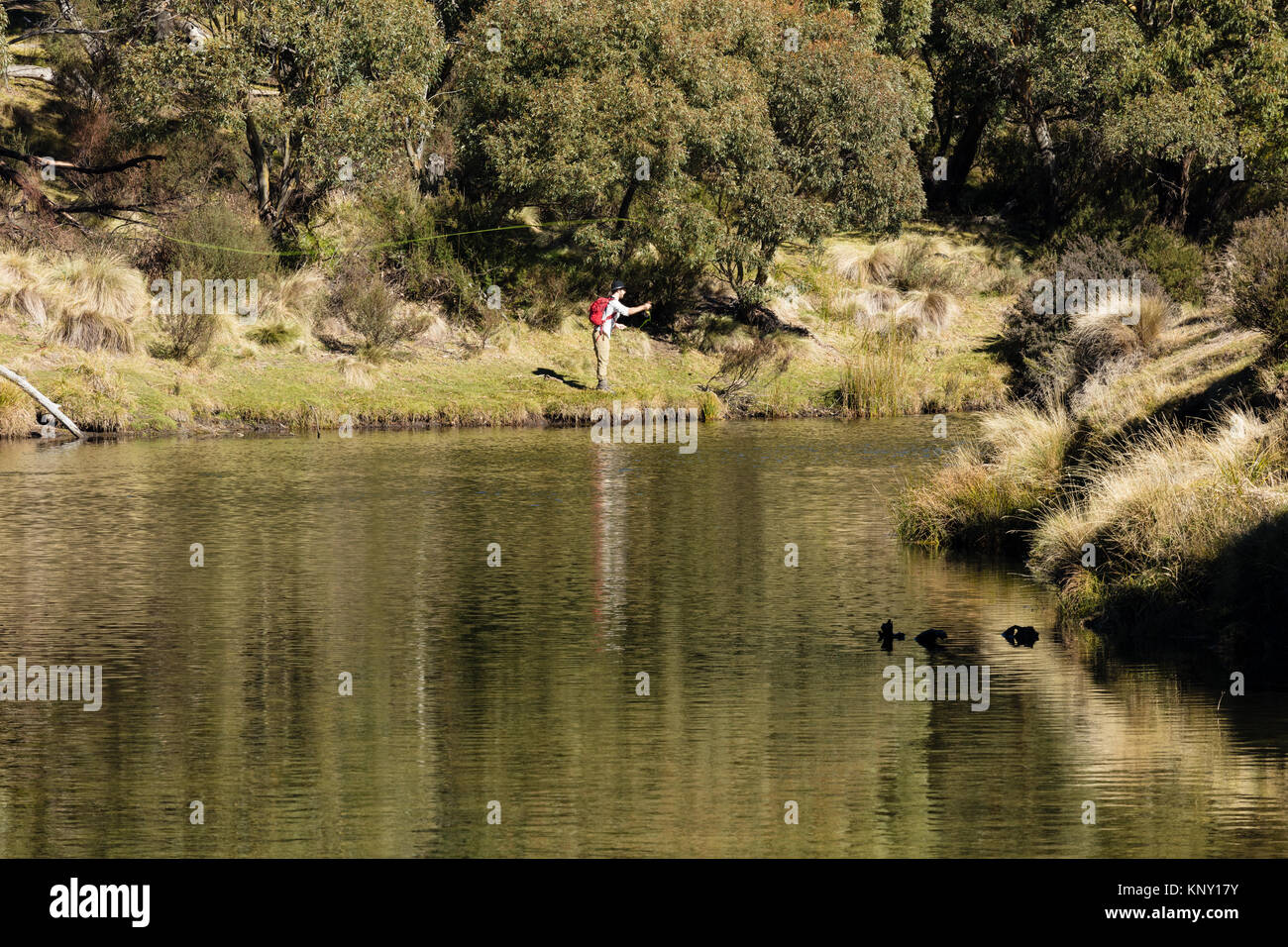 Trote pescatore sulle rive del fiume Thredbo a Thredbo scavi in Kosciuszko Parco Nazionale delle montagne innevate nel sud del Nuovo Galles del Sud Foto Stock