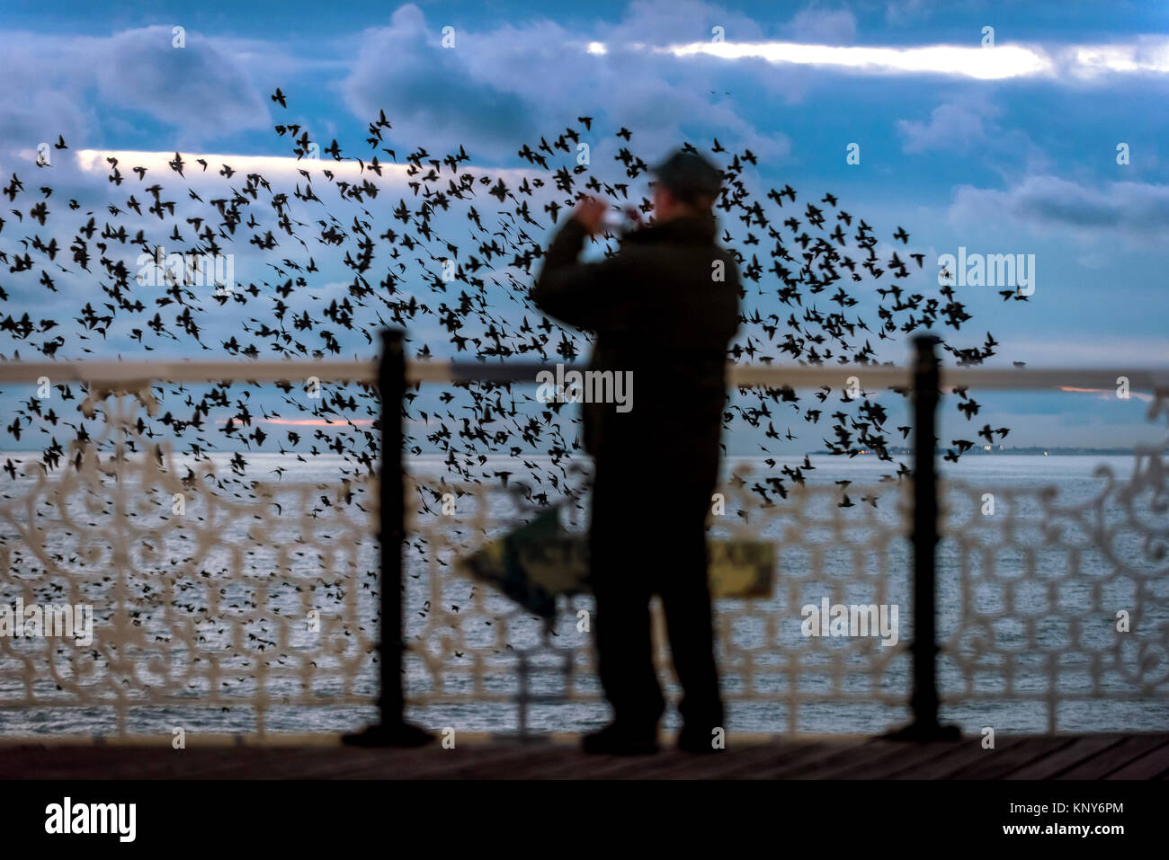 Il murmuration di storni come essi raccolgono e picchiata intorno a Brighton il Palace Pier, prima sono ' appollaiati sotto la struttura. Foto Stock