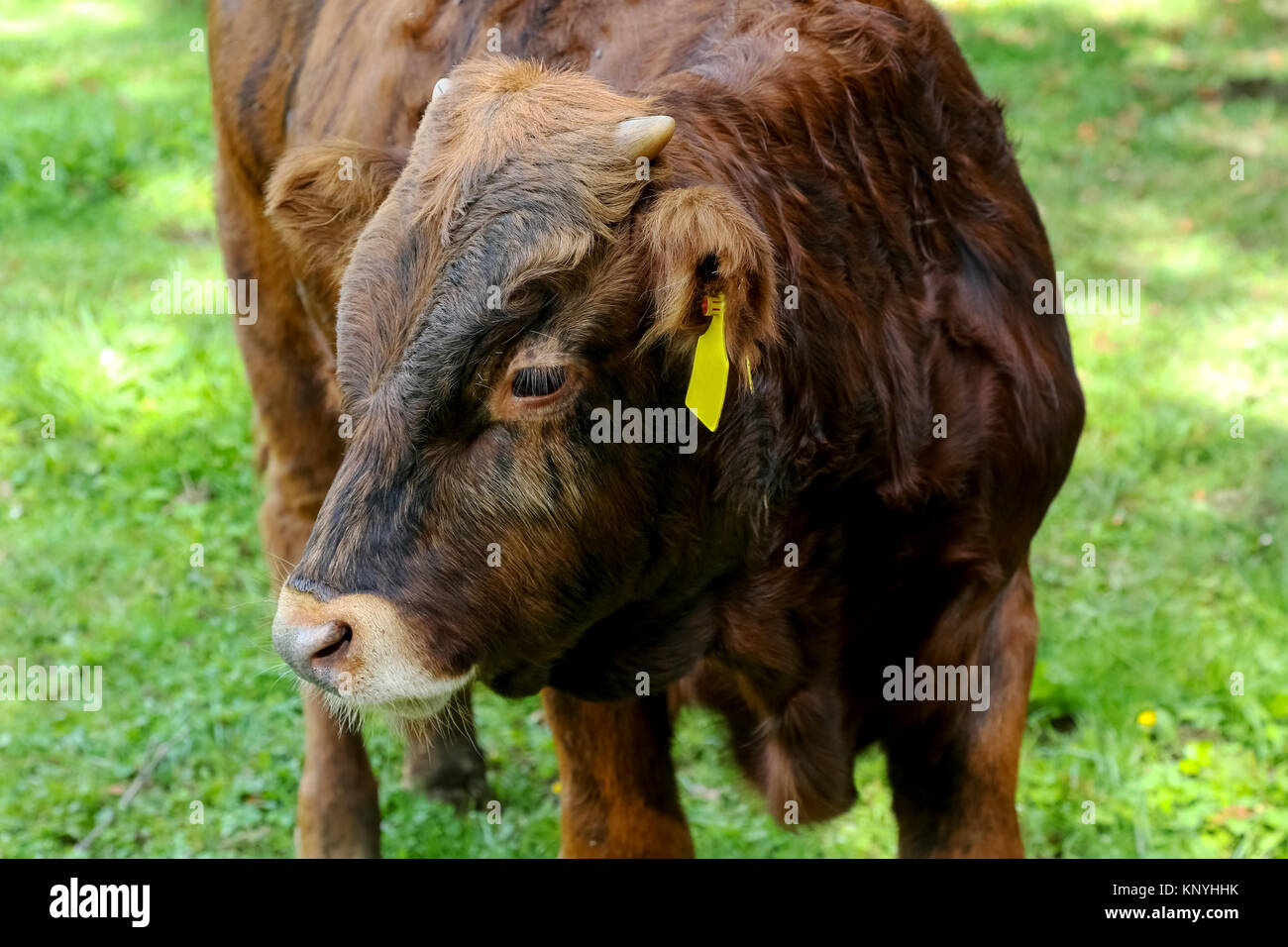 Il giovane vacca di testa è visibile dalla parte anteriore Foto Stock