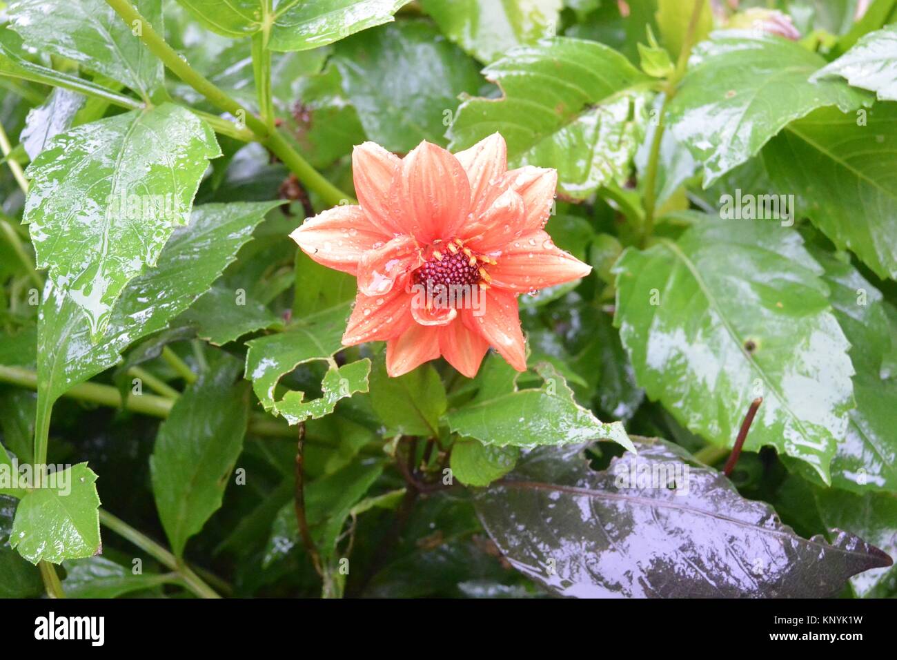 Fiori bagnati Foto Stock