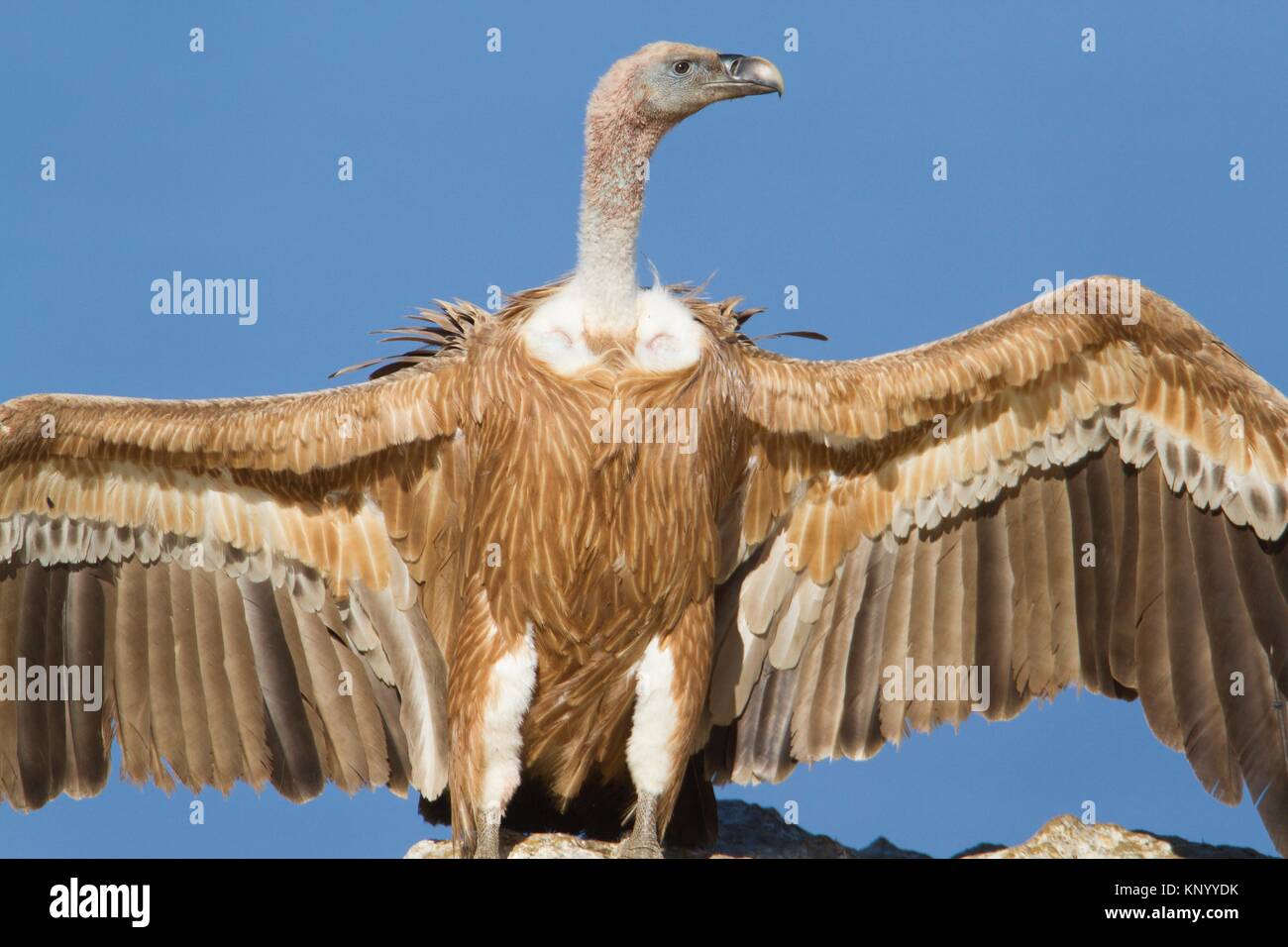 Grifone (Gyps fulvus) con alette aperte a Serra de Tramuntana, Maiorca,  isole Baleari, Spagna Foto stock - Alamy