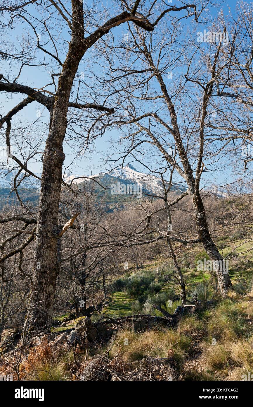 Sierra de los Cabezos. Serranillos. Avila. Castilla Leon. Spagna. L'Europa. Foto Stock