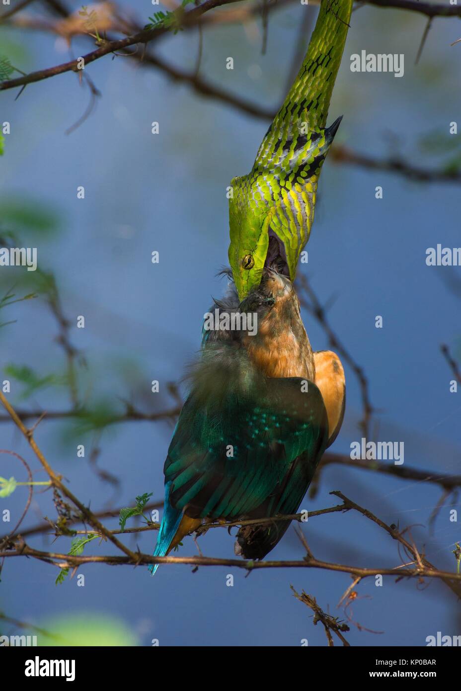 Vite verde serpente depredavano piccolo kingfisher, mentre il becco di uccello trafitto la pelle di serpente. Foto Stock