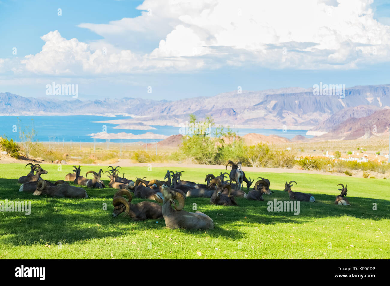 Boulder City la migliore vista panoramica del big horn le pecore e il lago Mead. Foto Stock
