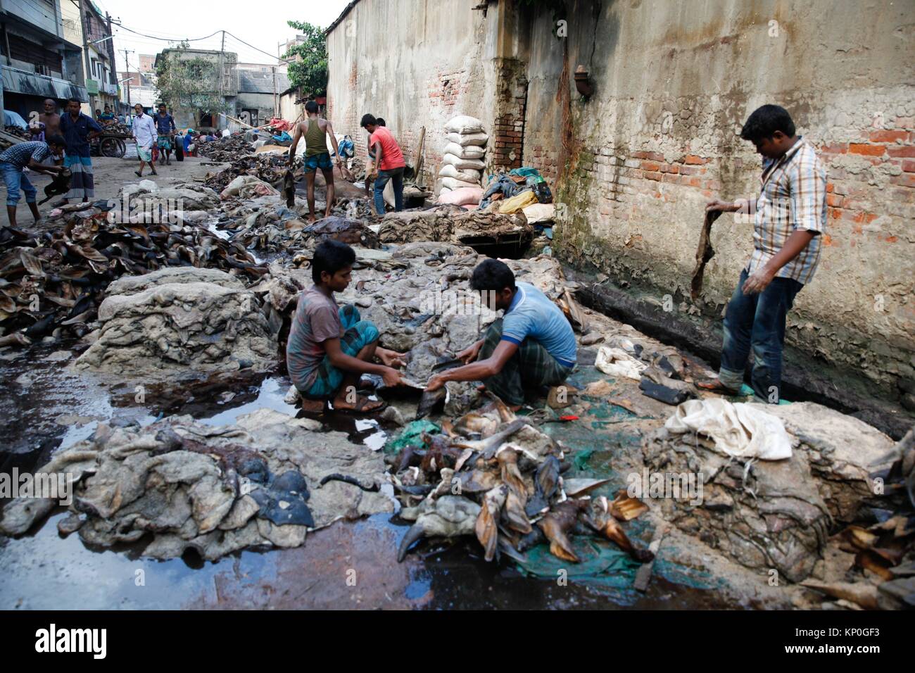 Bengalese commerciante di cuoio cuoio di raccolta dopo il sacrificio del bestiame durante l'Eid-ul-Azha a Dacca in Bangladesh. La pelle è un durevole e Foto Stock