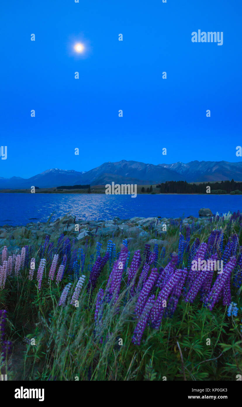 Vista notturna del Lago Tekapo Paesaggio e Lupin di Campo dei Fiori, Nuova Zelanda. Vari e colorati di Lupin Fiori in piena fioritura con lo sfondo del lago di Tek Foto Stock