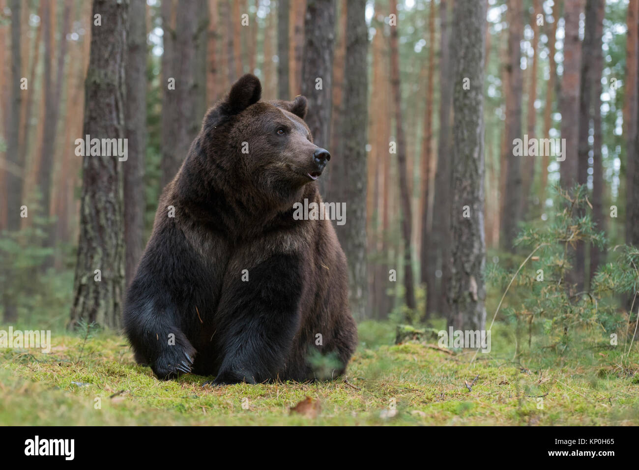 Orso bruno ( Ursus arctos ), forte e potente adulto, massiccio e potente corpo, preparate per l'inverno, seduto sul suo dorso, guardare oltre, l'Europa. Foto Stock