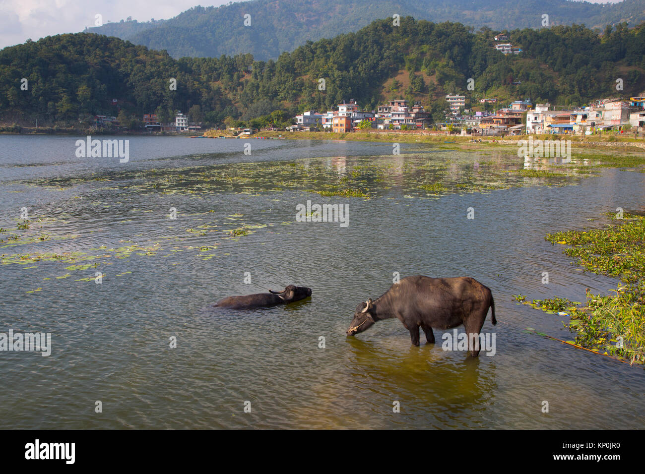 Bufali lago Begnas Pokhara Nepal Foto Stock
