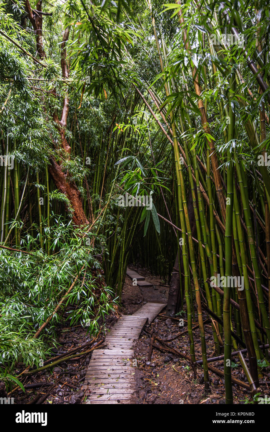 Il sentiero Pipiwai anche se la foresta di bamboo Foto Stock
