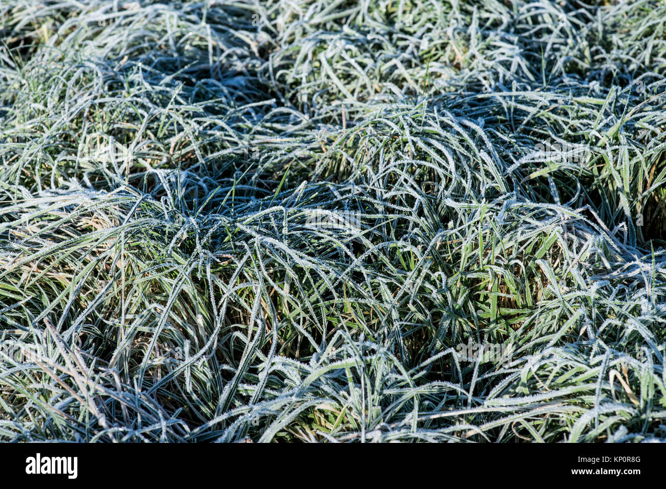 Erba di Prato con una copertura di spessi e pesanti gelo invernale Foto Stock
