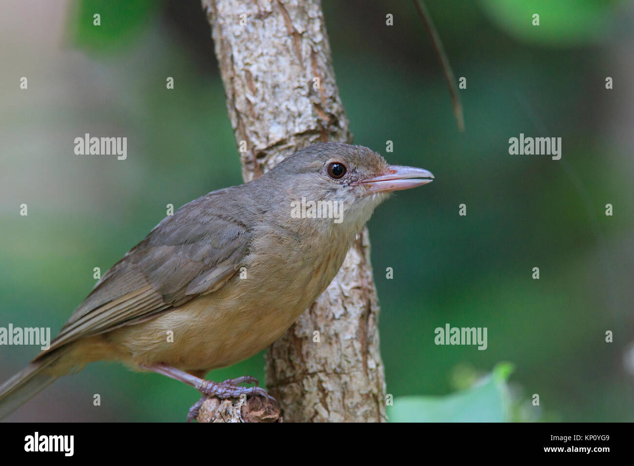 Un po' di Shrike-tordi, Colluricincla megarhyncha, knon anche come Rufous Shrike-tordo appollaiato in un albero con la foresta verde sullo sfondo Foto Stock