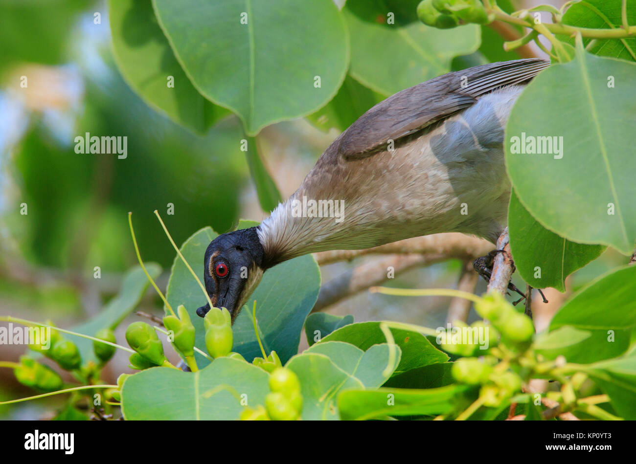 Un rumoroso Friarbird, Filemone corniculatus, alimentando il nettare mentre purched in una struttura ad albero con lussureggianti foglie verdi Foto Stock