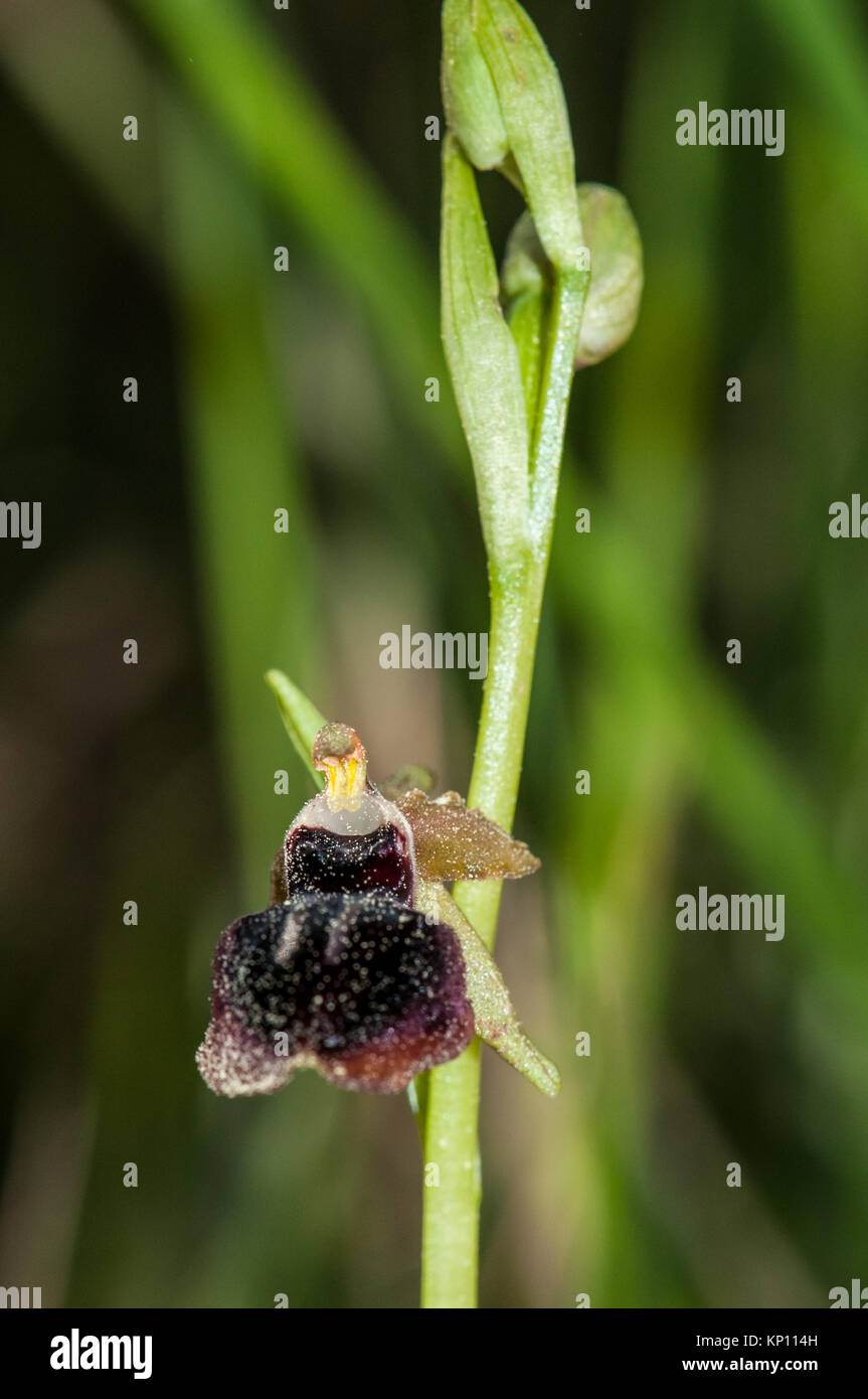 Vista ravvicinata di inizio Spider-orchid, Ophrys sphegodes, nel selvaggio Foto Stock