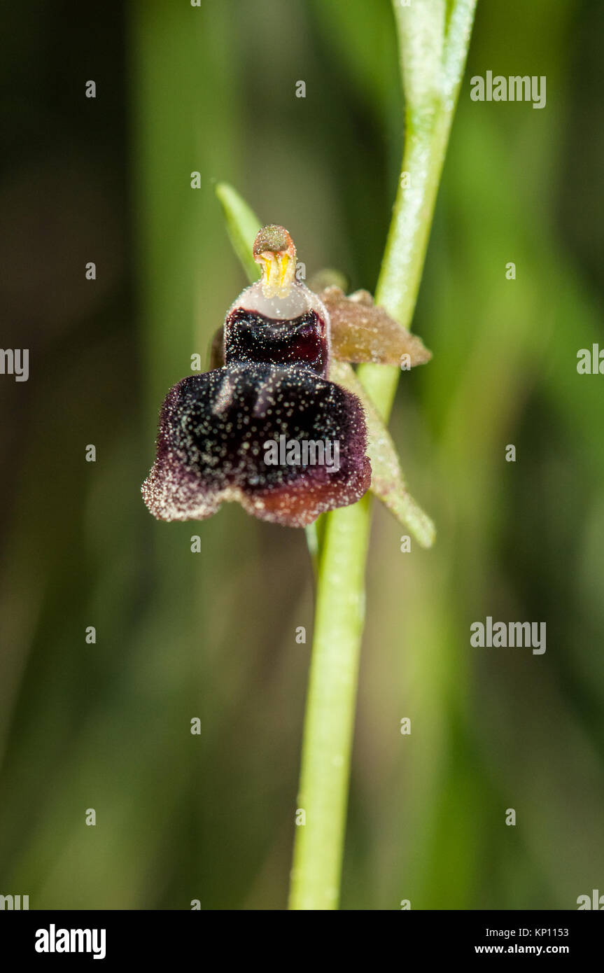 Vista ravvicinata di inizio Spider-orchid, Ophrys sphegodes, nel selvaggio Foto Stock