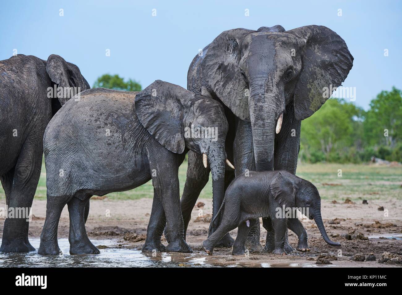 Elefante africano (Loxodonta africana) con un bimbo a bere a watehole. Parco Nazionale di Hwange, Zimbabwe. Foto Stock