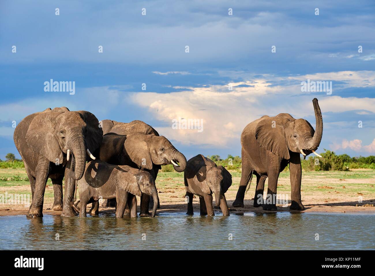 Elefante africano (Loxodonta africana) bere a watehole. Parco Nazionale di Hwange, Zimbabwe. Foto Stock