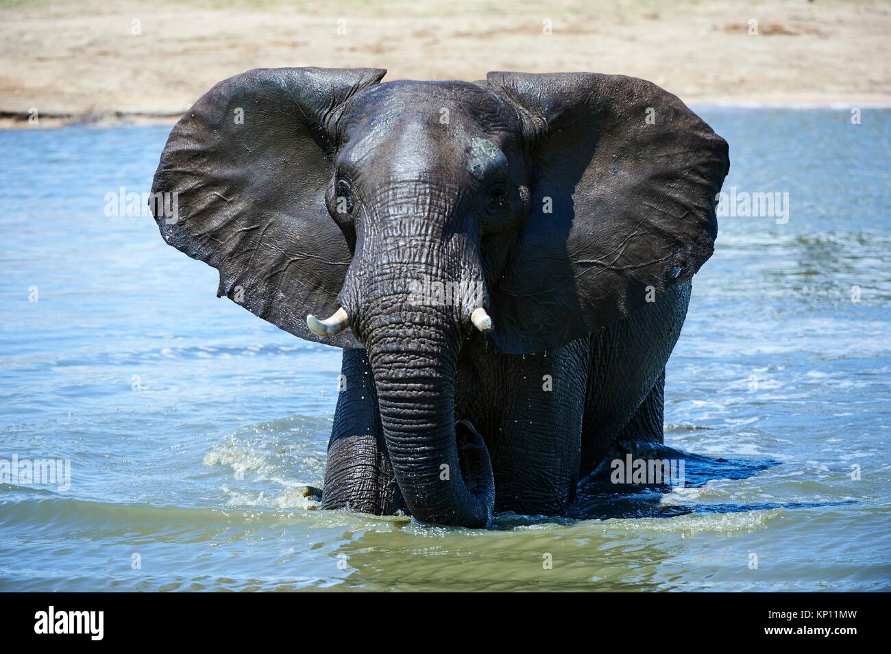 Elefante africano (Loxodonta africana) acqua potabile e di balneazione a watehole. Parco Nazionale di Hwange, Zimbabwe. Foto Stock