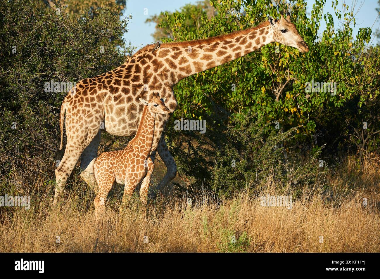 La giraffa femmina e polpaccio (Giraffa camelopardalis angolensis). Moremi National Park, Okavango Delta, Botswana, Sud Africa. Foto Stock