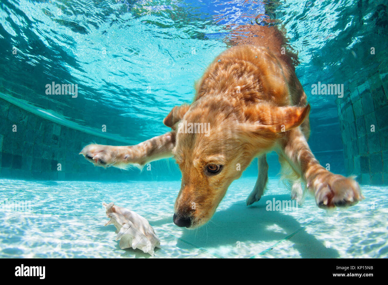 Golden Labrador retriever puppy in piscina è divertente. Salto del cane, tuffarsi underwater per recuperare la sfera. Addestramento del cane classi, giochi attivi con la famiglia animali domestici Foto Stock